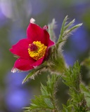 Blurred flower photo wallpaper 128x160