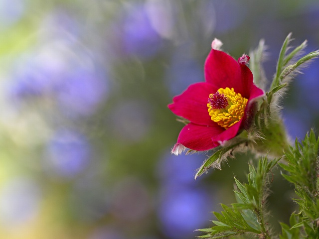 Screenshot №1 pro téma Blurred flower photo 640x480