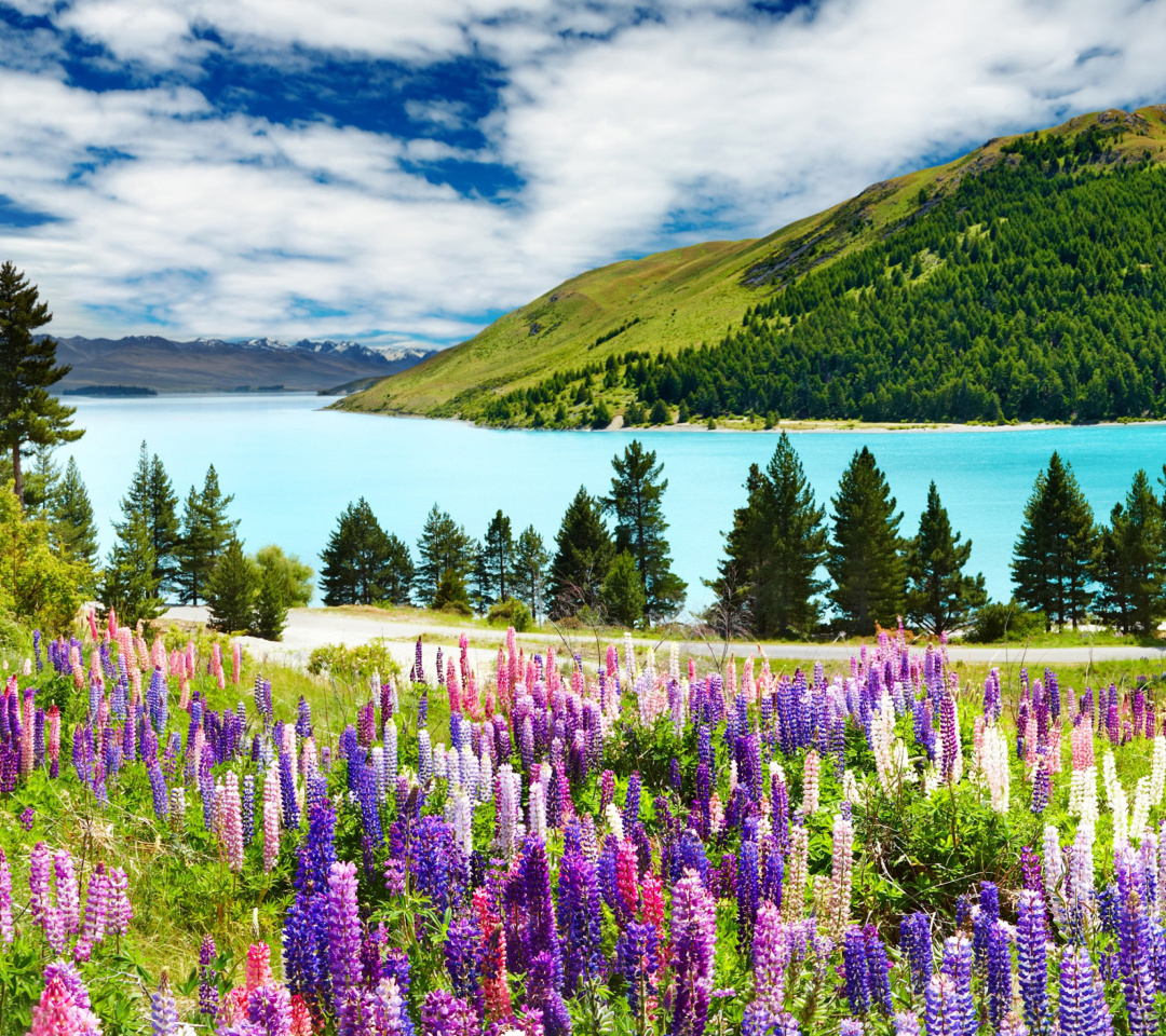 Fondo de pantalla Lavender flowers in England 1080x960