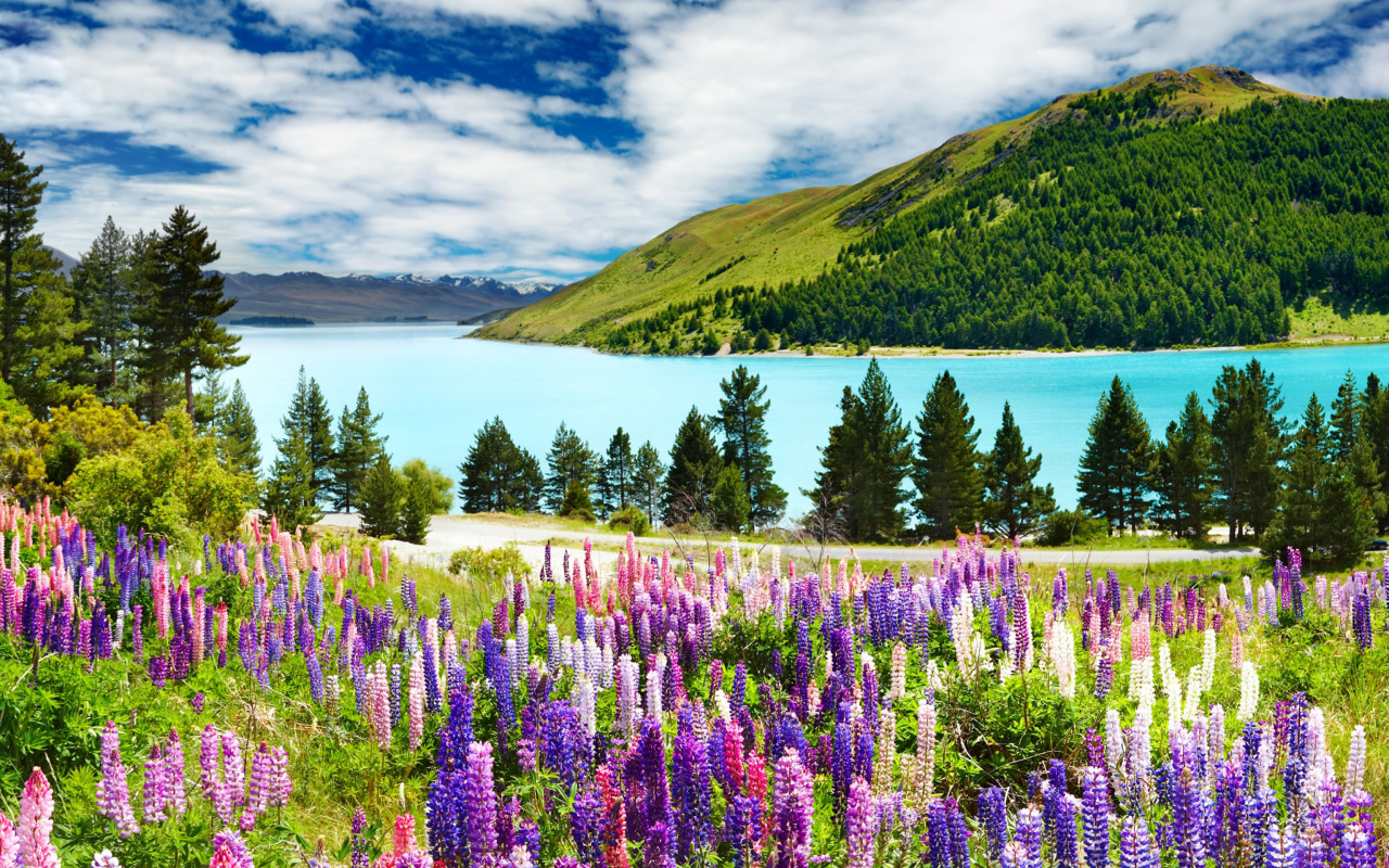 Das Lavender flowers in England Wallpaper 1280x800