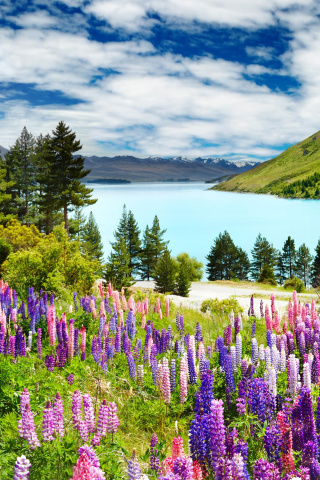 Lavender flowers in England wallpaper 320x480