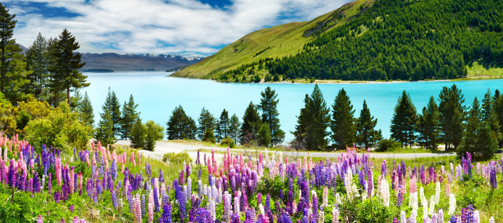 Das Lavender flowers in England Wallpaper 720x320