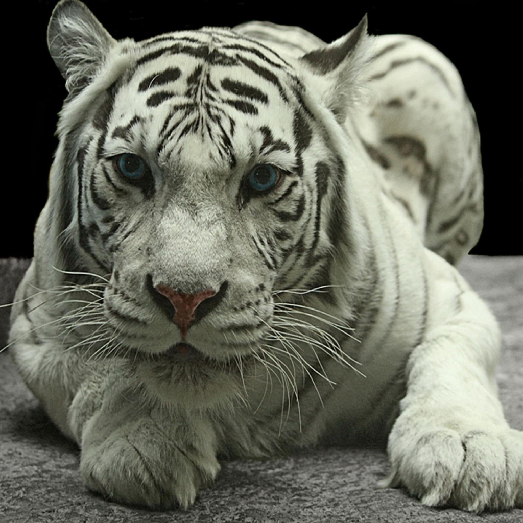 Fondo de pantalla White Tiger 1024x1024