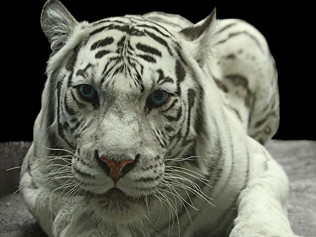 Sfondi White Tiger 1024x768