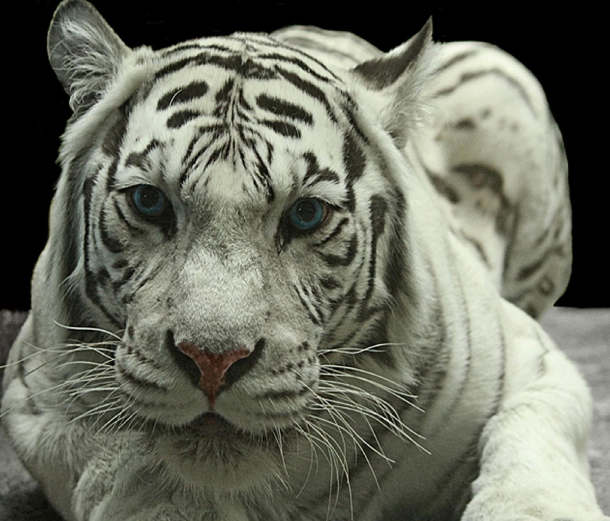 Screenshot №1 pro téma White Tiger 1200x1024