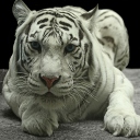 Sfondi White Tiger 128x128