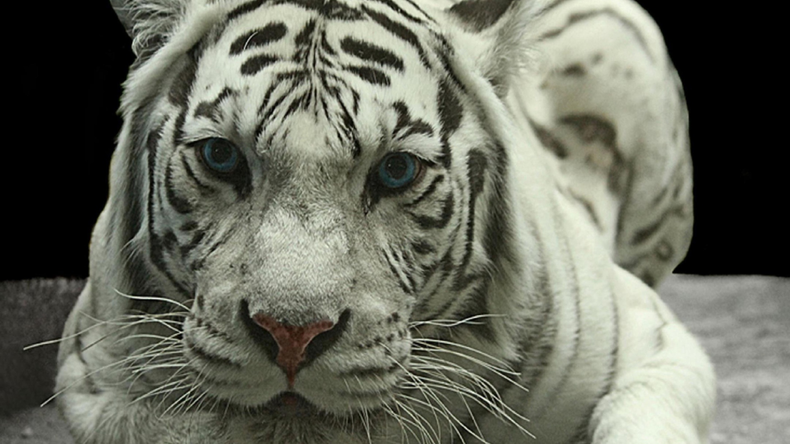 Screenshot №1 pro téma White Tiger 1600x900