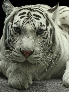 White Tiger screenshot #1 240x320