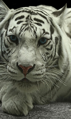 Screenshot №1 pro téma White Tiger 240x400