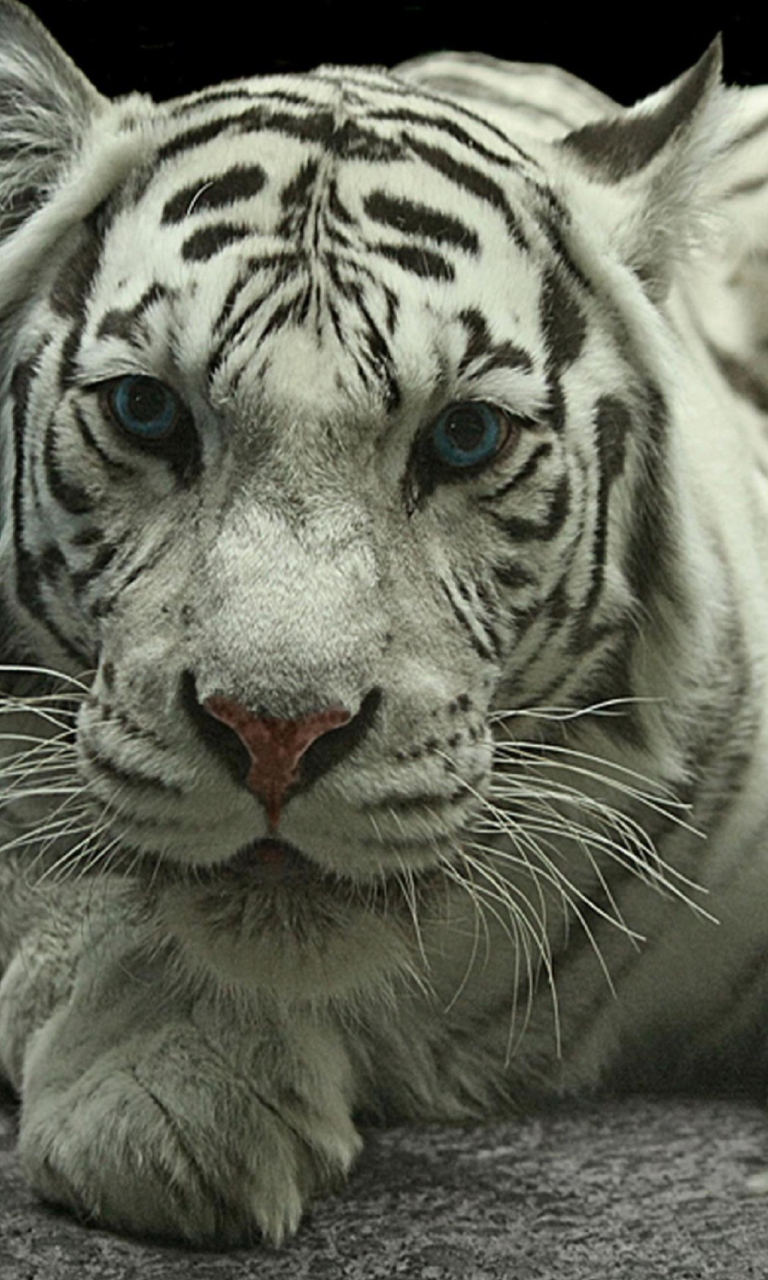 Das White Tiger Wallpaper 768x1280