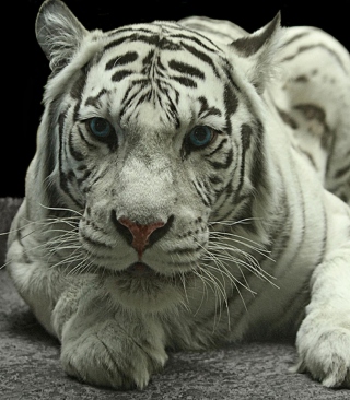 White Tiger - Obrázkek zdarma pro 132x176