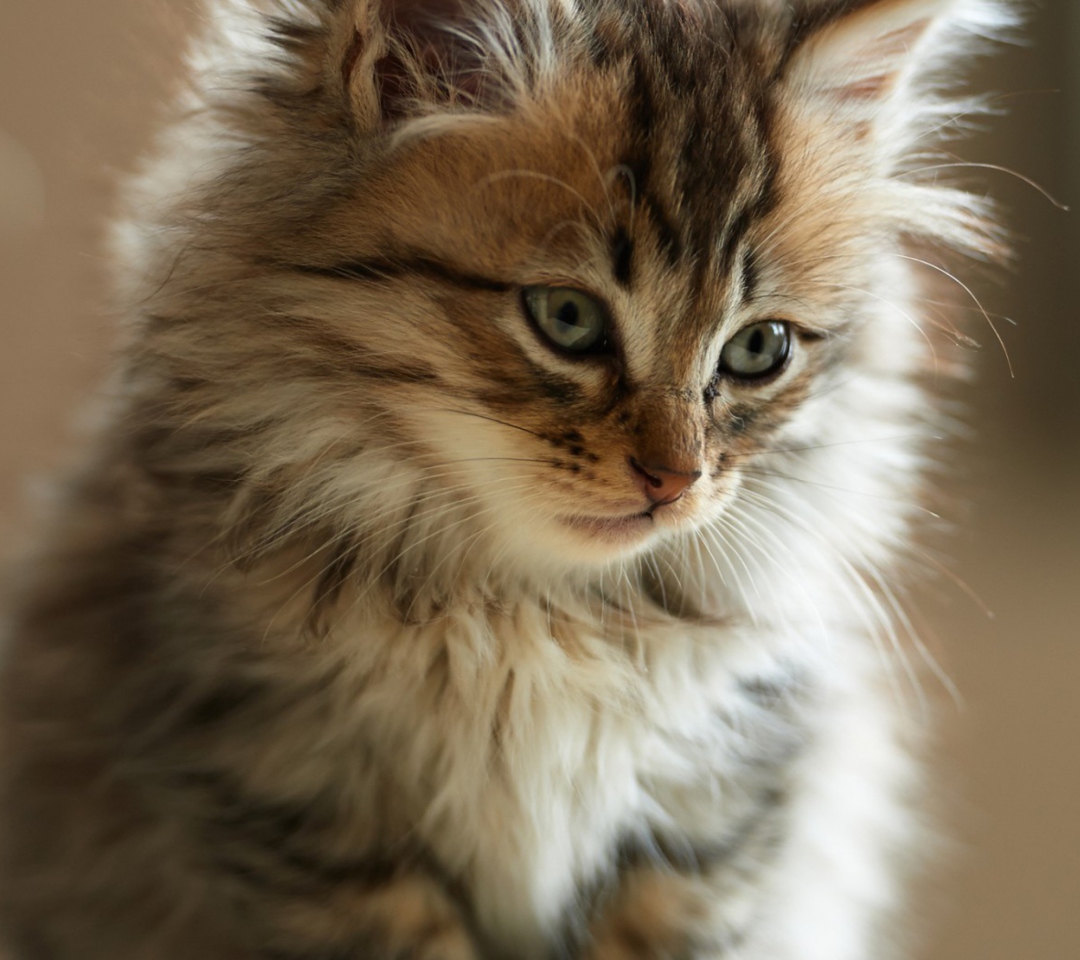 Furry Kitten wallpaper 1080x960