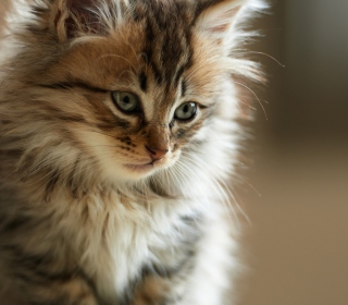 Furry Kitten - Obrázkek zdarma pro iPad 3