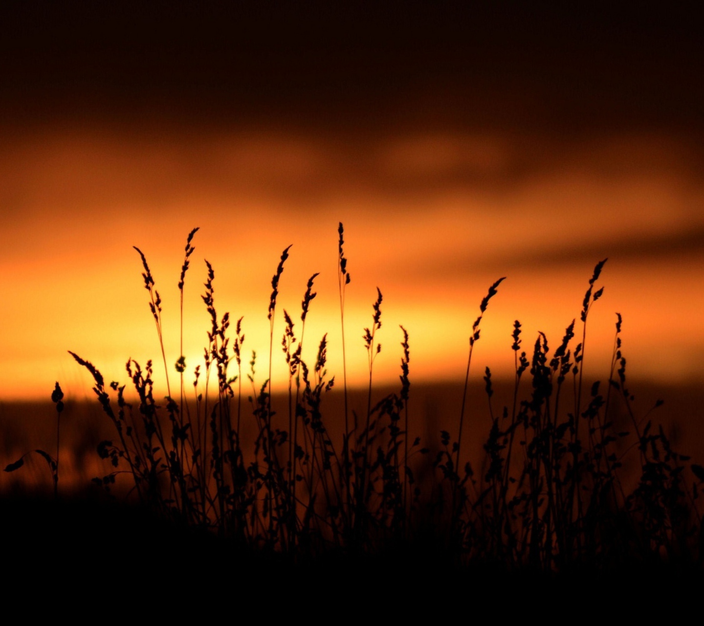 Sunset Silhouettes wallpaper 1440x1280