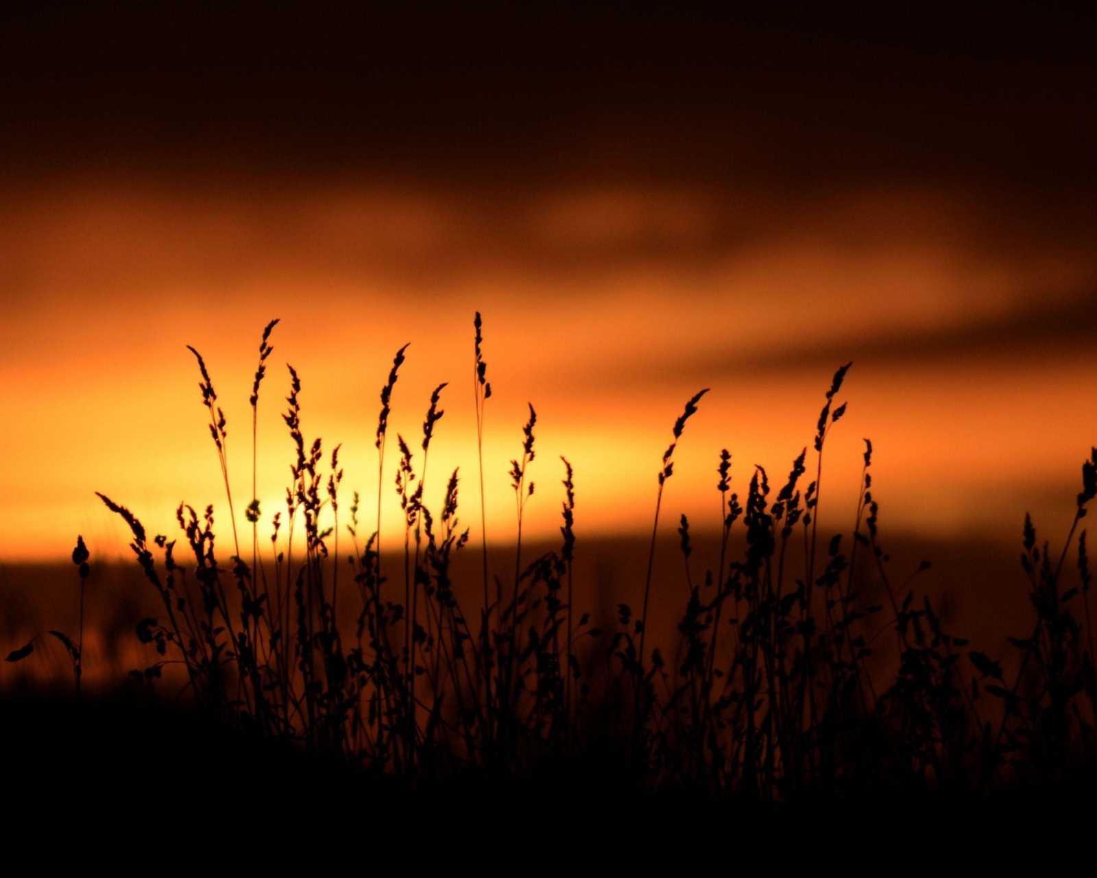 Screenshot №1 pro téma Sunset Silhouettes 1600x1280