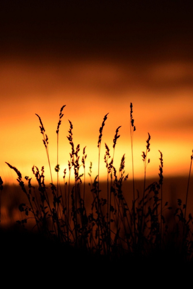 Screenshot №1 pro téma Sunset Silhouettes 640x960