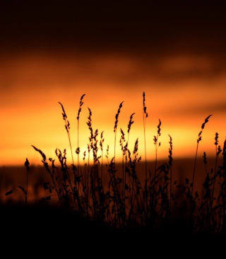 Sunset Silhouettes - Obrázkek zdarma pro 128x160