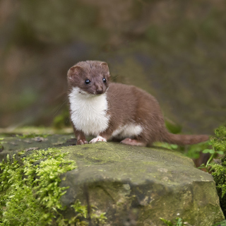 Free Stoat Picture for iPad 2