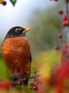 Обои Bird And Berries 240x320