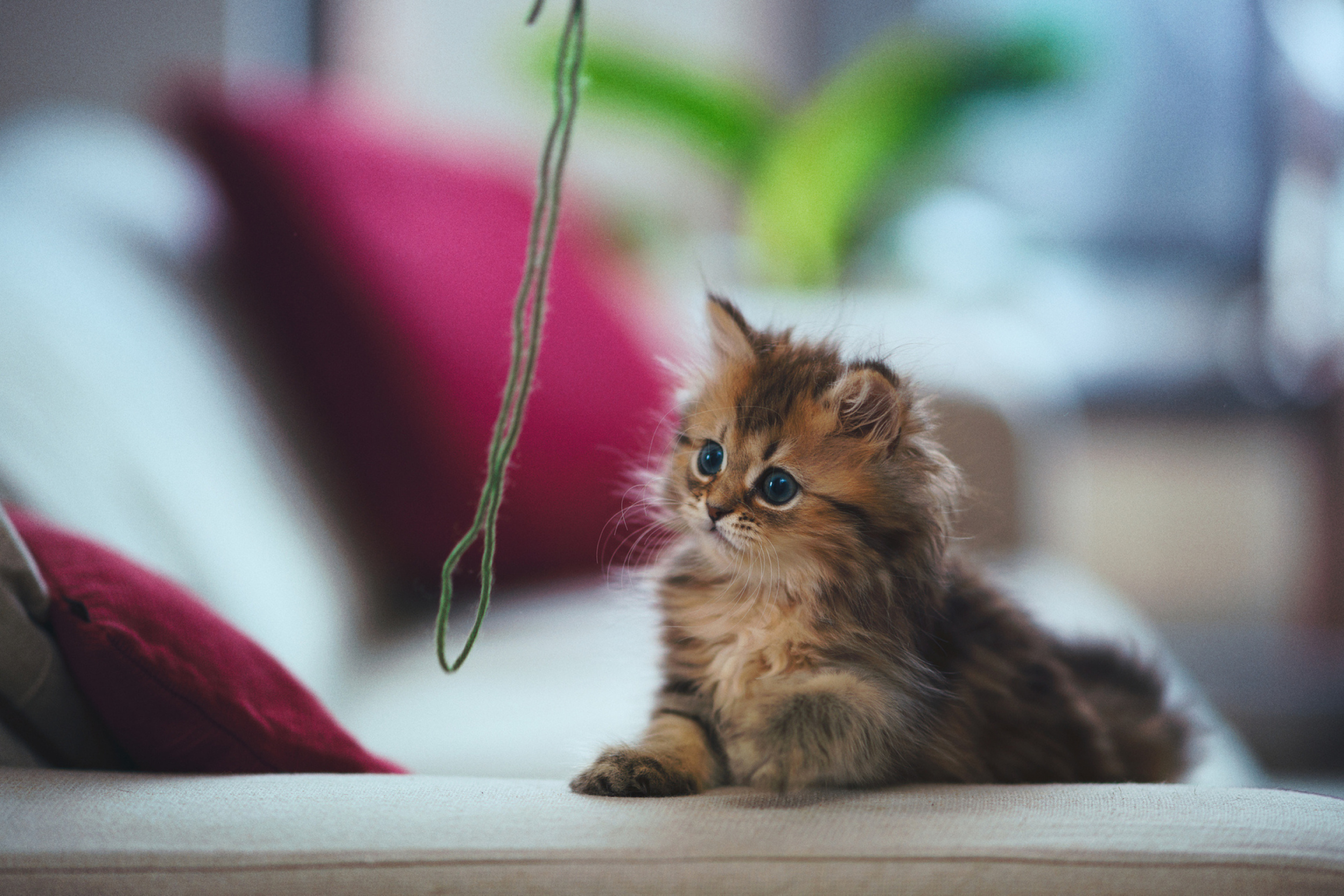 Обои Kitten 2880x1920