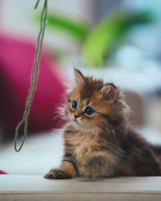 Kitten - Obrázkek zdarma pro iPhone 5S