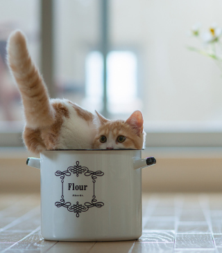 Funny Cat - Obrázkek zdarma pro iPhone 6 Plus