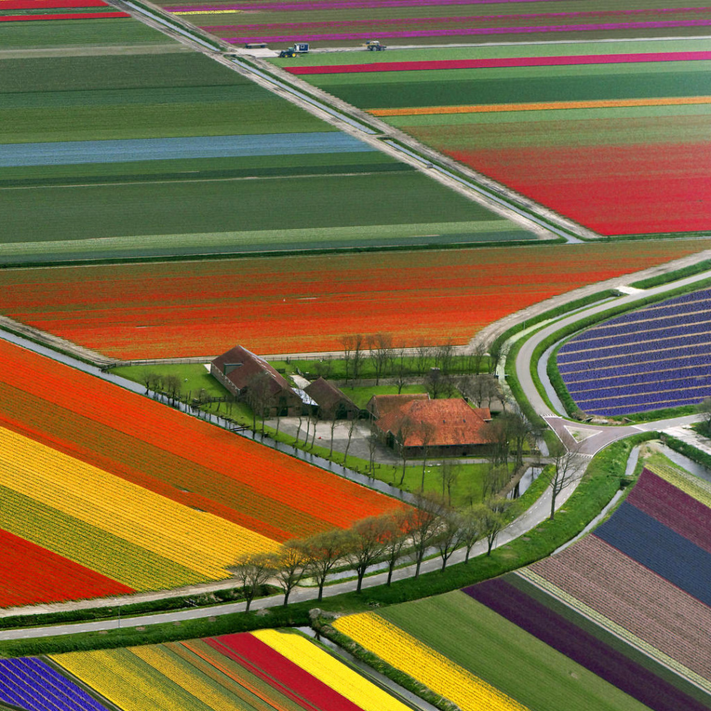 Dutch Tulips Fields wallpaper 1024x1024