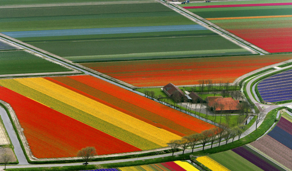 Dutch Tulips Fields wallpaper 1024x600
