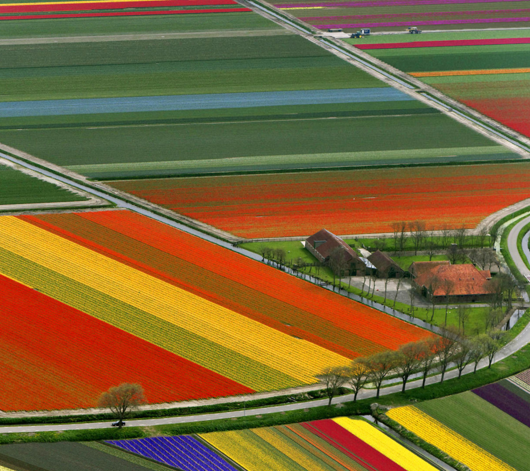Dutch Tulips Fields wallpaper 1080x960
