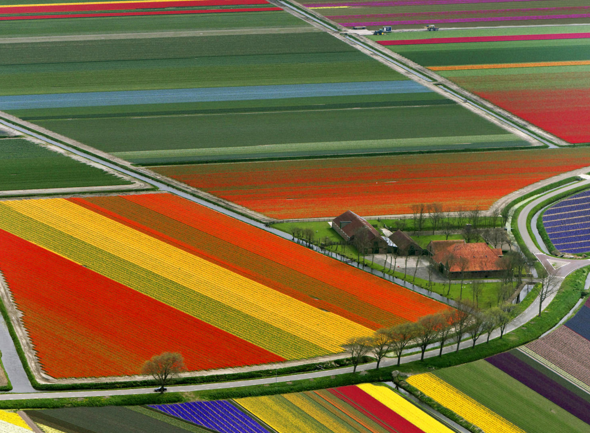 Sfondi Dutch Tulips Fields 1920x1408