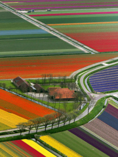 Das Dutch Tulips Fields Wallpaper 240x320