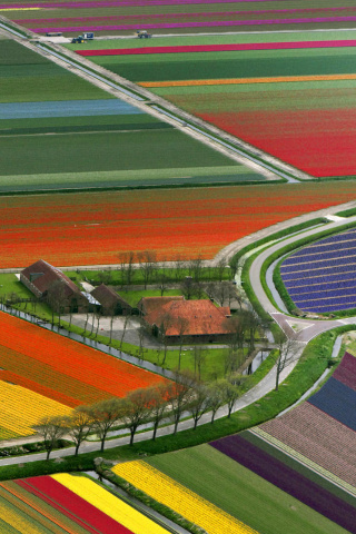 Sfondi Dutch Tulips Fields 320x480