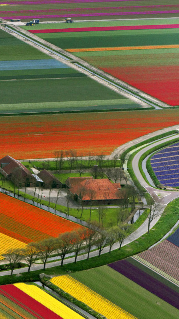 Обои Dutch Tulips Fields 360x640