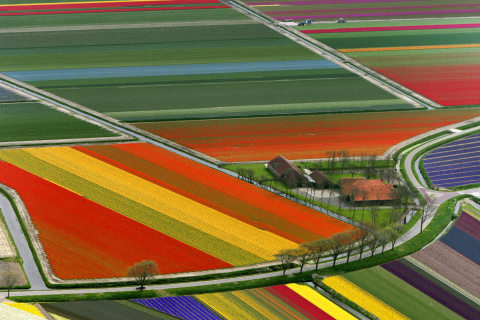 Das Dutch Tulips Fields Wallpaper 480x320