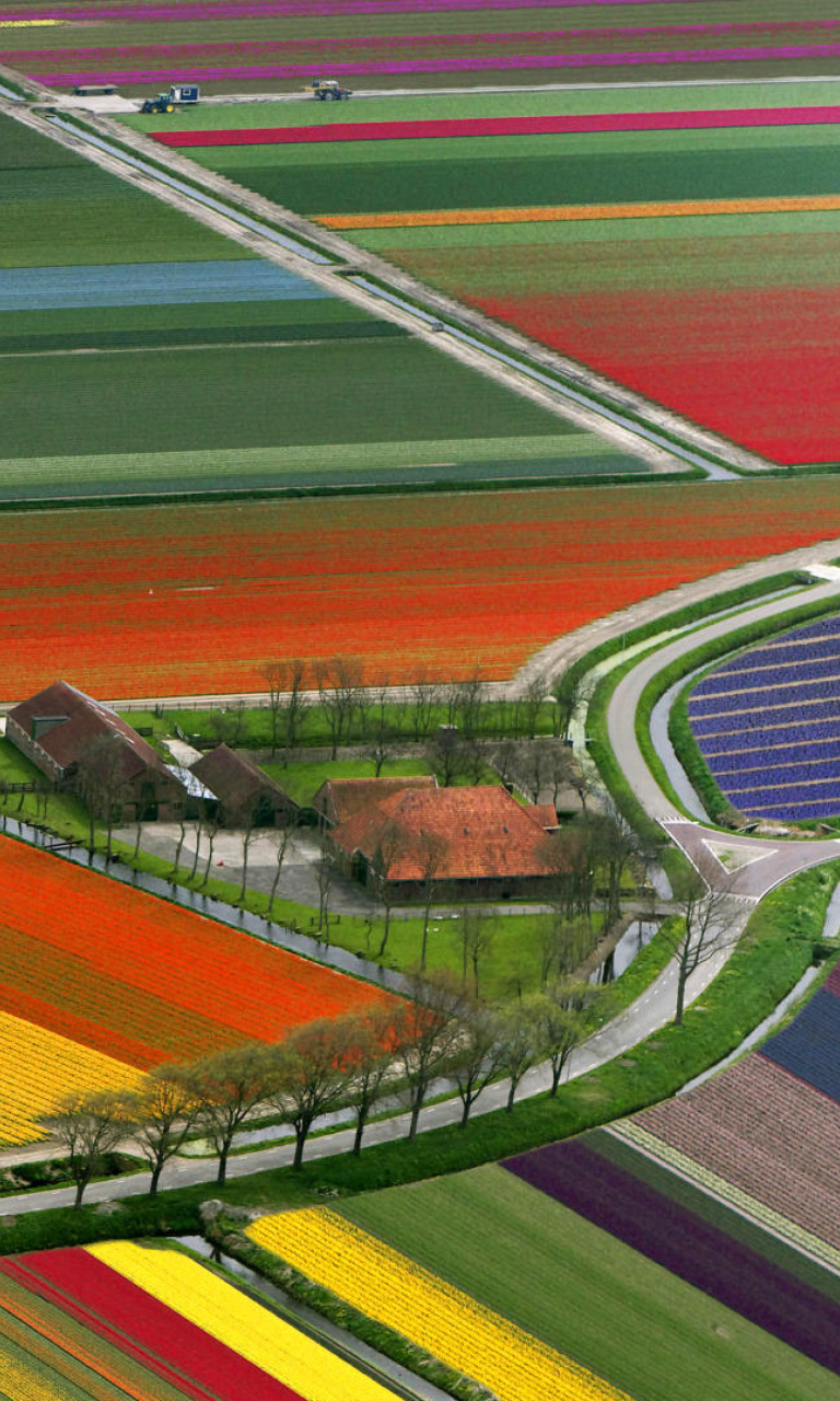 Обои Dutch Tulips Fields 768x1280