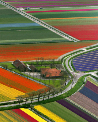 Kostenloses Dutch Tulips Fields Wallpaper für Nokia X2