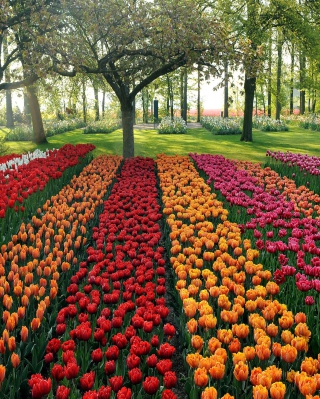 Tulips Park - Obrázkek zdarma pro 480x640