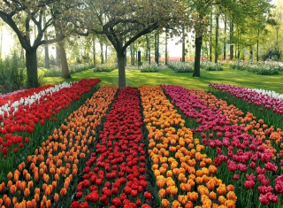 Tulips Park - Obrázkek zdarma 