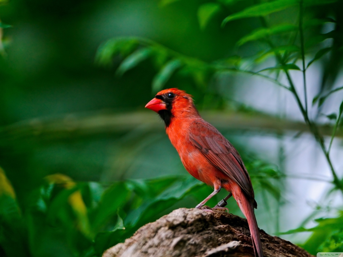 Sfondi Curious Red Bird 1152x864