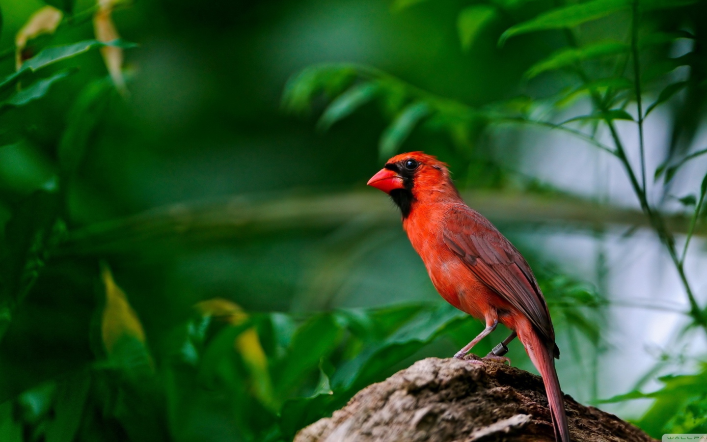 Das Curious Red Bird Wallpaper 1440x900