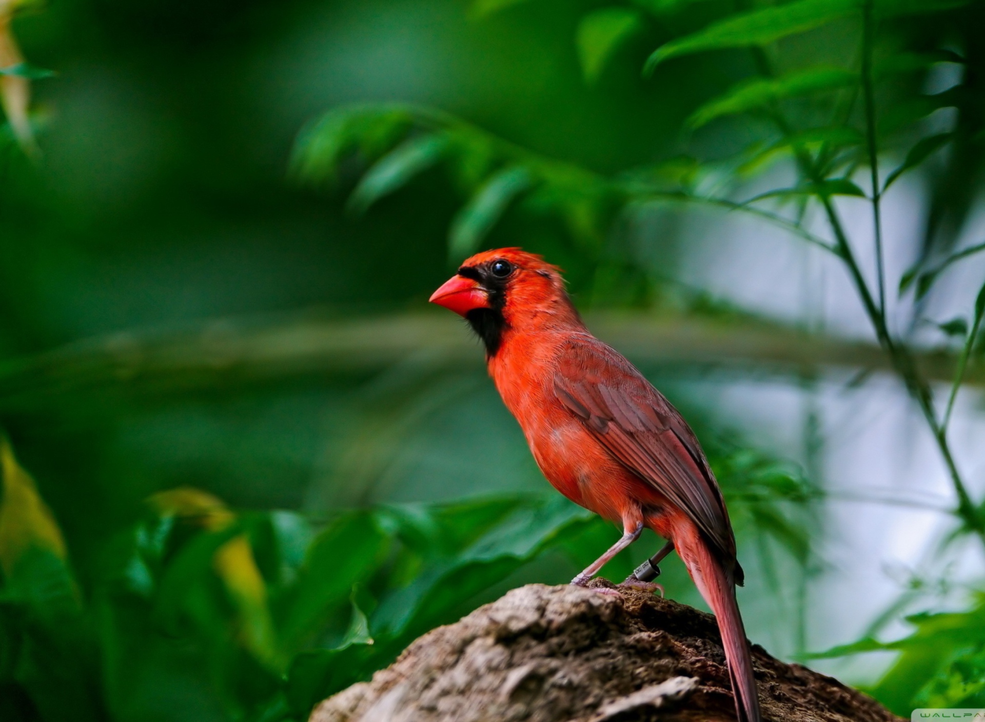 Fondo de pantalla Curious Red Bird 1920x1408