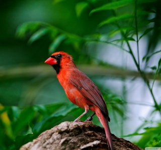 Curious Red Bird - Obrázkek zdarma pro iPad