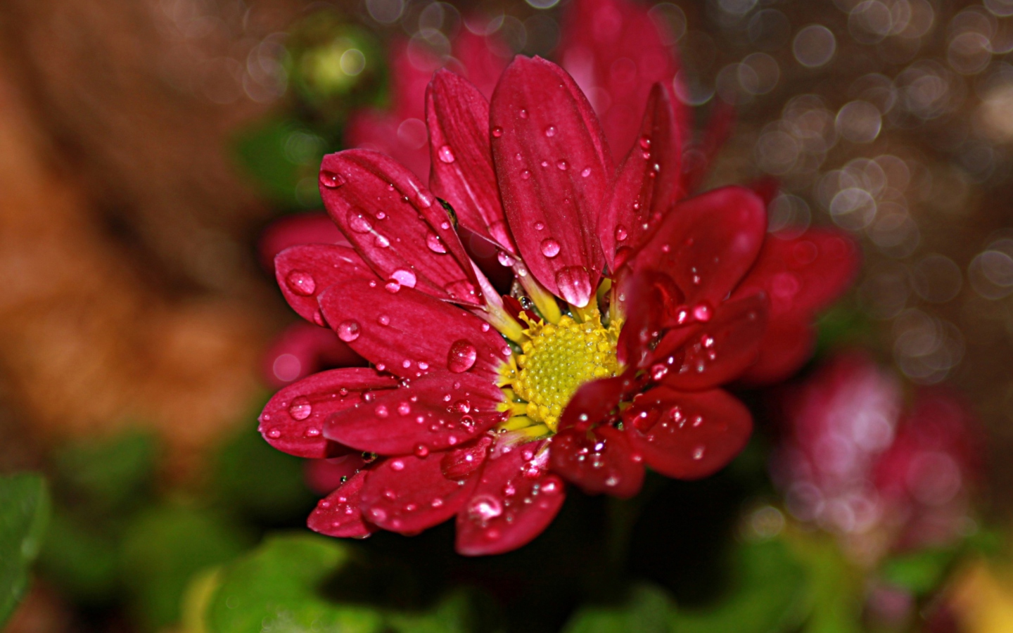 Flower Drops screenshot #1 1440x900