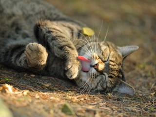 Sleeping Kitten wallpaper 320x240