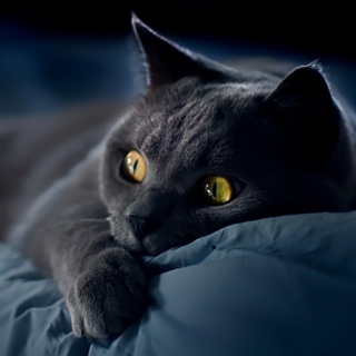Black Cat - Obrázkek zdarma pro iPad Air