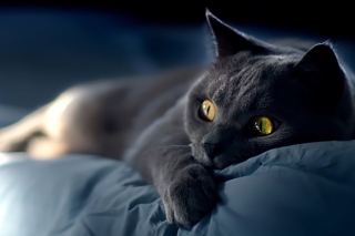Black Cat - Obrázkek zdarma pro Samsung Galaxy Tab 4G LTE