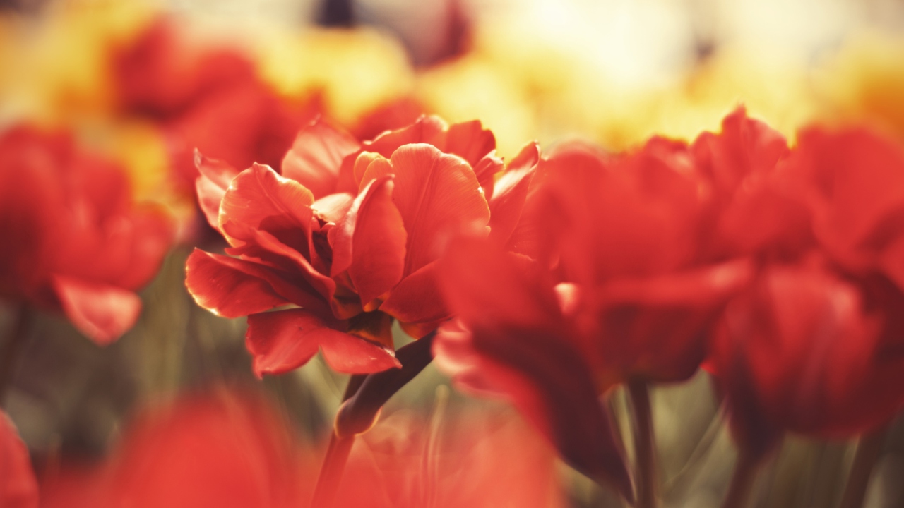red flowers macro wallpaper for 1280x720