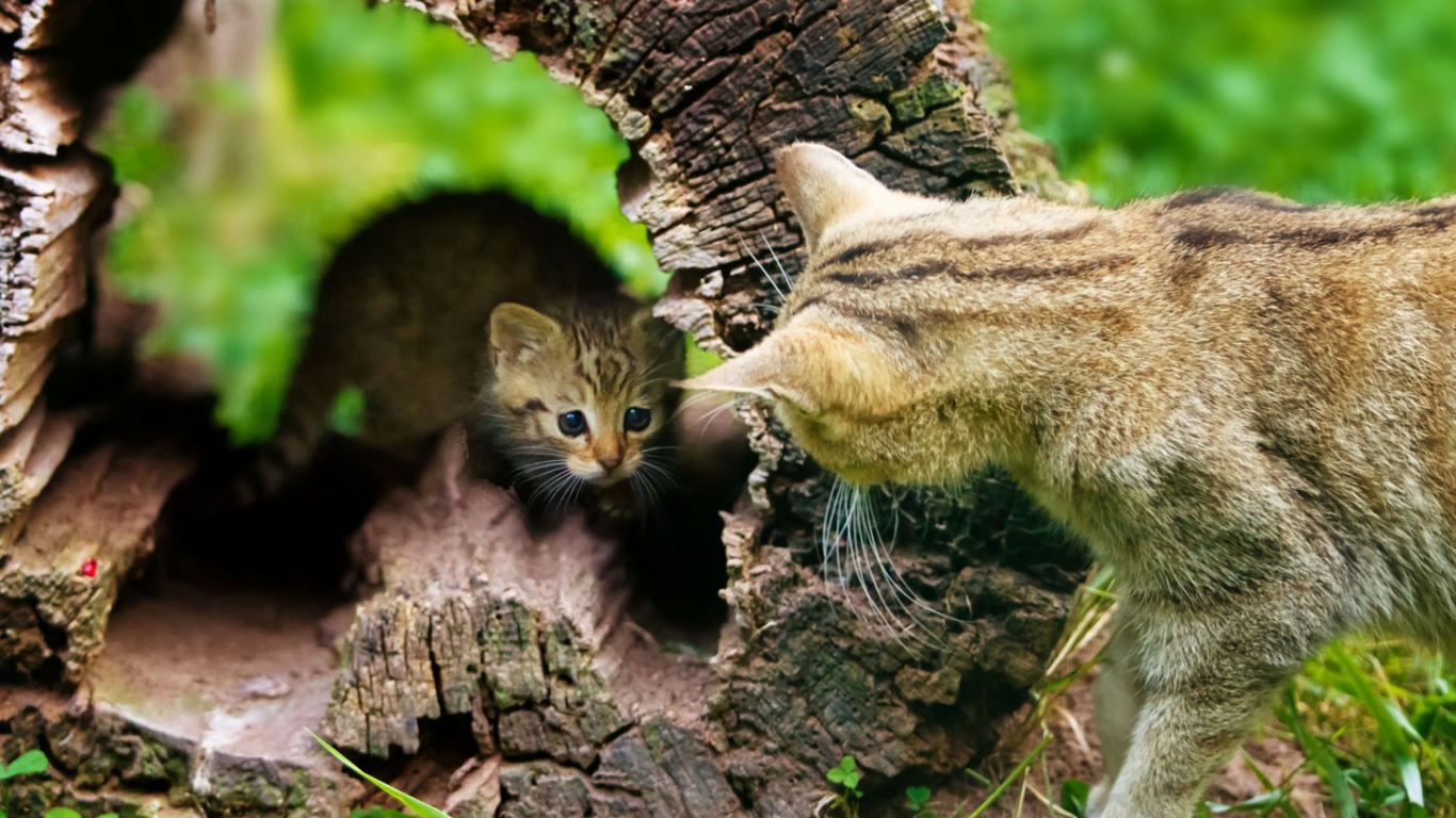 Little Kitten Hiding From Mother Cat screenshot #1 1366x768