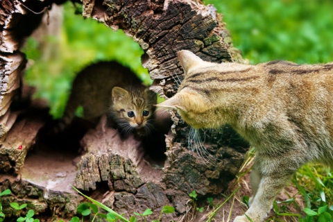 Обои Little Kitten Hiding From Mother Cat 480x320