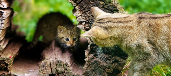 Sfondi Little Kitten Hiding From Mother Cat 720x320